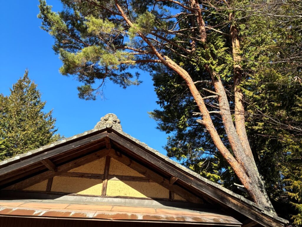 空き家となった実家の屋根に大きく迫り、倒木のリスクがある裏山の巨大な松の木